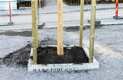 Trädplantering guide