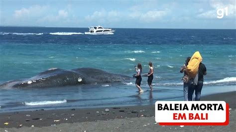 Três baleias morrem encalhadas em praia de Bali sob suspeita de …