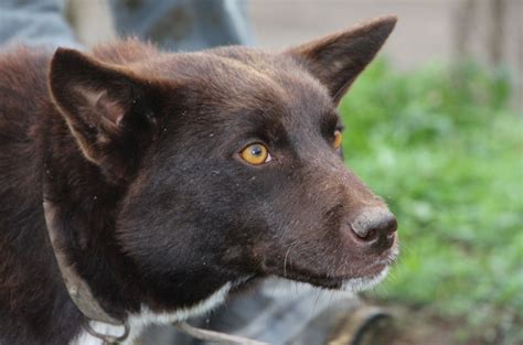 Trabzon'a özgü ırk olan, zeki ve cesur özellikleriyle ön plana çıkan 'Zerdeva' köpeğinin nesli tükenme tehlikesiyle karşı karşıya bulunuyor.