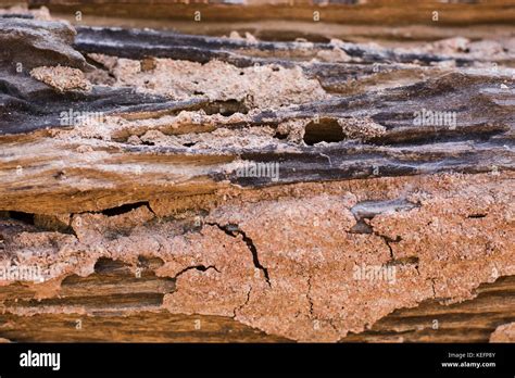 Traces of termites eat wood - Photos by Canva