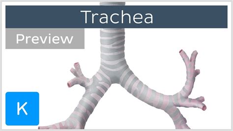 Trachea location and structure (preview) - Human Anatomy Kenhub