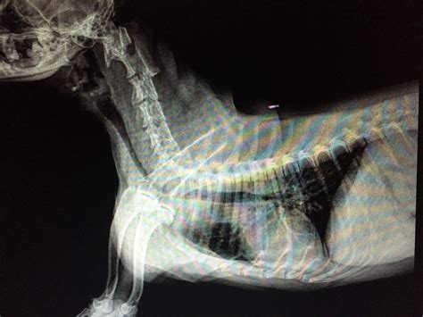 Tracheal Collapse in Small Breed Dogs - Small Dog …