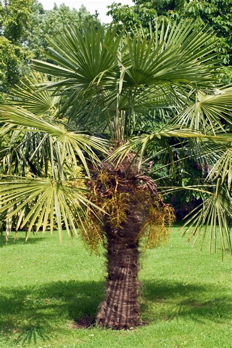 Trachycarpus Fortunei 