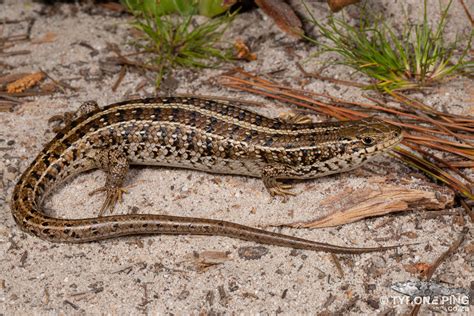 Trachylepis capensis - Cape Skink - Tyrone Ping