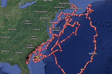 Track sharks. Track whale sharks. The map above shows reported locations of satellite-tagged whale sharks from May 2016 through October 2022. A dot on this map appears every time this whale shark's dorsal fin is above the surface of the water long enough for satellites to determine its location. 