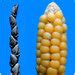 Tracking the Ancestry of Corn Back 9,000 Years - New …