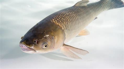 Tracking the Spawning Grounds of Invasive Grass Carp