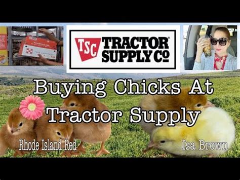 From the chickens to the coop, Tractor Supply has all the supplies you need to care for your flock. Chicken Feed: With a wide variety of chicken feed options ranging from nutritious starter feeds to wholesome layer feeds, we have the nutrients your flock needs. Additionally, tasty treats and live bait make for the perfect chicken snacks.. 