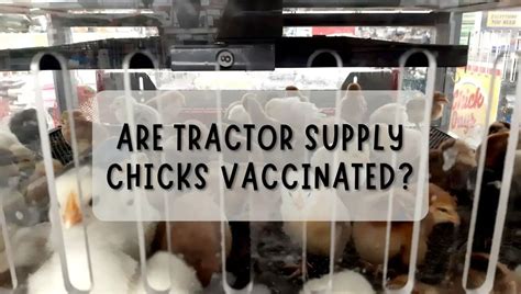 Tractor supply chicks vaccinated. Check the insert or speak to the vet. Spray vaccinations. With a coarse spray, it’s important to use the correct amount of unchlorinated water, says Rick. For day-old chicks, use 150mℓ to 200mℓ per 1 000 birds. During the first three weeks, increase the water to between 200mℓ and 500mℓ per 1 000 birds. After that, use 1 000mℓ for ... 