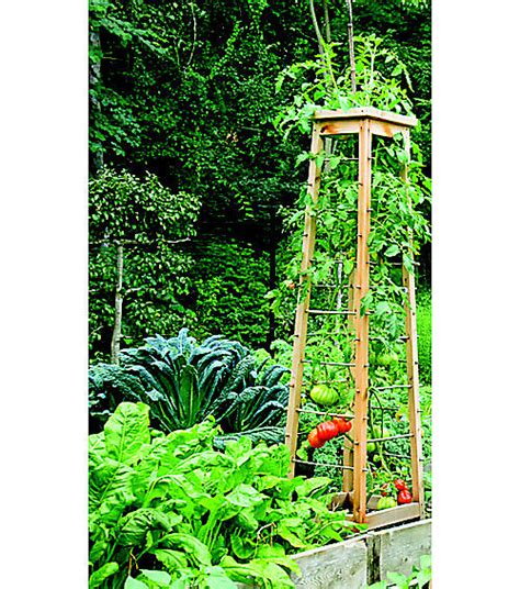 Tomato cages, just like other plant supports, encourage a plant to grow and thrive with structural support. They allow tomatoes or other fruits or vegetables to develop in a small space without overcrowding. To set up a cage, simply put the cage around the plant and press it firmly into the soil.. 