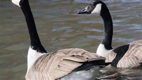 Trade in canada goose. Apr 22, 2020 ... Animal protection organisation Humane Society International welcomes the announcement as 'another nail in the coffin for the fur trade' but ... 