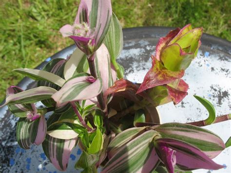 Tradescantia Blushing Bride propagation - YouTube