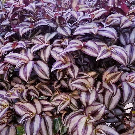 Tradescantia zebrina plant. Wandering Jew Plant Tradescantia zebrina. The Wandering Jew plant is a flowering house plant known for its striped eggplant-purple and lime green foliage. Typically grown as a houseplant, Tradescantia zebrina blooms freely throughout the year. This plant is not only beautiful, but flexible in all growing environments. Sale Price $12.95 USD. 