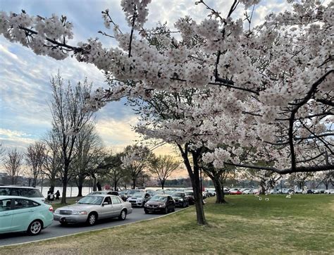 Traffic not so ‘cheery’ as cherry blossom visitors get stuck for hours