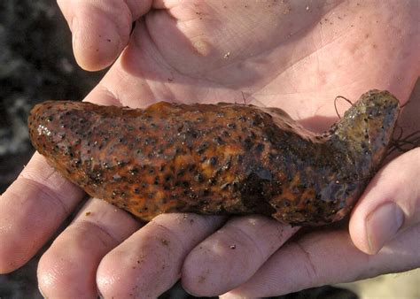 Traffickers plead guilty to smuggling endangered sea cucumbers into California