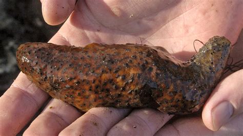 Traffickers plead guilty to smuggling over $10,000 in endangered sea cucumbers