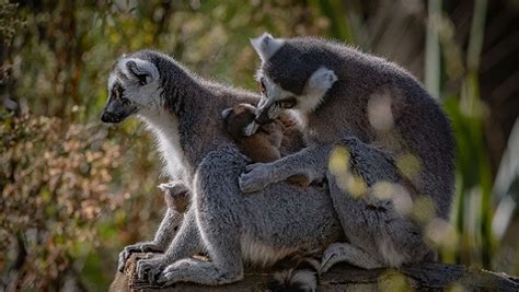 Trafic de lémuriens à Madagascar : les protecteurs de …