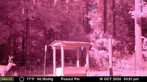 Trail camera taking pink pictures.  Your Moultrie Trail Camera and Field ...