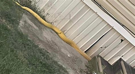 Trailer park urges residents not to talk about 13-foot cat-eating python