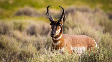 Train collides with pronghorn herd in Idaho, killing dozens after …