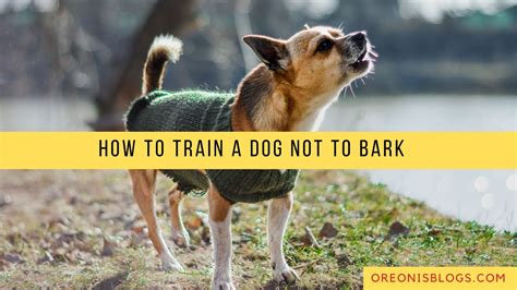 Train dog not to bark in crate