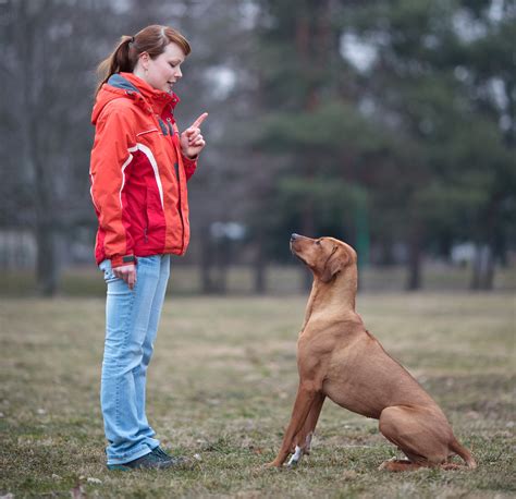Trained dog. Over time, with practice and reinforcement, a well-trained dog will respond consistently to their owner's commands. In addition to obedience, dogs benefit … 