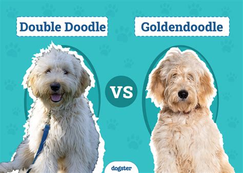 Trained doodles.  Understanding Your Double Doodle&rsquo;s Noise Sensiti...