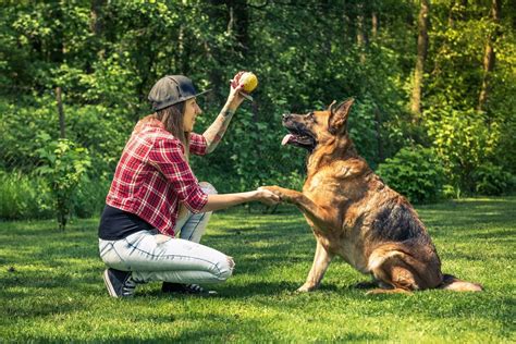 Trainer dog training. At PetSmart, our Accredited Pet Trainers believe that positive reinforcement builds positive behavior for both pets and people. With dog training classes designed for puppies and adult dogs, we can help you and your pet set boundaries and communicate in ways you both understand. We offer three levels of dog training … 
