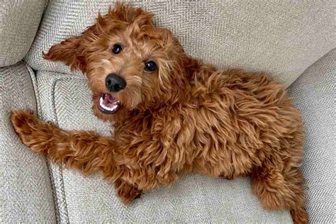 Training A Mini Goldendoodle Puppy