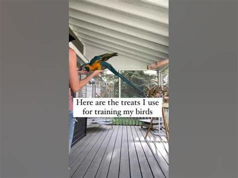 Training Tools I Use in my Parrot Training - BirdTricks