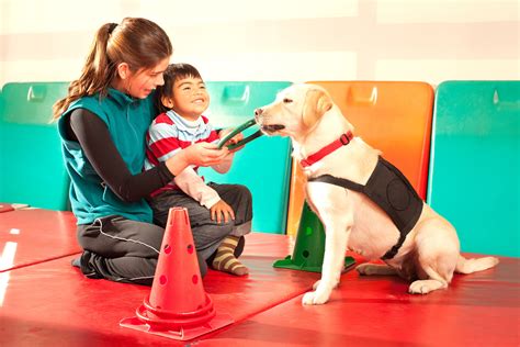 Training a therapy dog. Therapy Dog. Therapy dog training is based on your dog's abilities. $3,195. A Therapy Dog volunteers alongside you in a group setting, where permitted, and provides comfort to others. Examples include cheering people up at nursing homes or hospitals, or read to a dog programs at schools. 