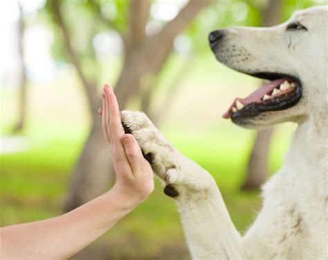 Training dog. Bringing a new dog or puppy into your home is an exciting and rewarding experience. However, it is important to remember that owning a pet comes with responsibilities. One of the m... 