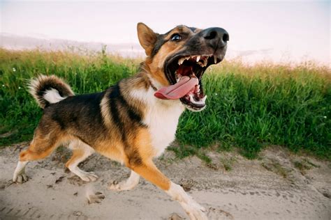Dog-directed aggression is a relatively common canine challenge that can be improved with a combination of training, hard work, and in some cases, professional help. Below, we’ll break down the details of dog-on-dog aggression — including why the term “aggression” is rarely the best word to use in these cases.. 