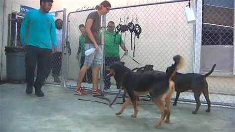 Training the trainers: Nonprofit shows Miami-Dade Animal Services staff how to help make shelter dogs ready for ‘fur-ever’ homes