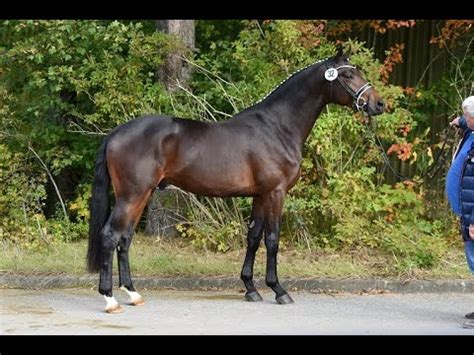 Trakehner Hengst "Eichengold" von Schwarzgold - Gribaldi