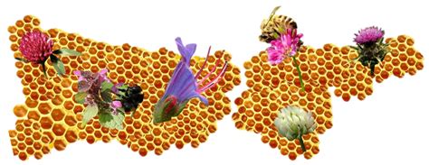 Trakya Bitkileri İstanbul. 