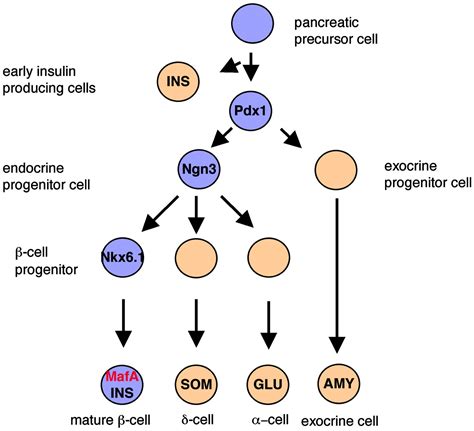 Transcription Factor MafA - an overview ScienceDirect Topics