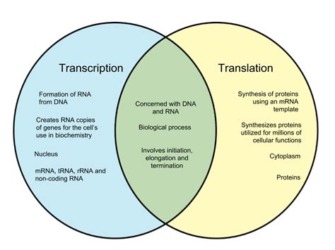Transcription Vs Translation Venn Diagram
