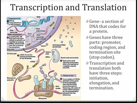 Transcription and Translation Diagram Quizlet