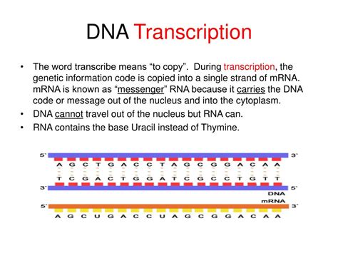 Transcription and Translation and the Code online presentation