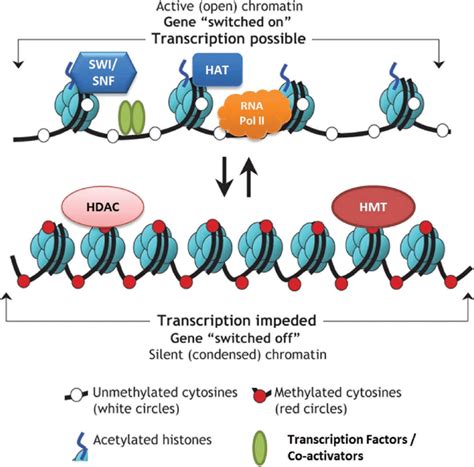 Transcriptional regulation of autophagy by chromatin remodeling …