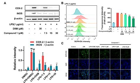 Transcriptome investigation of anti‐inflammation and …