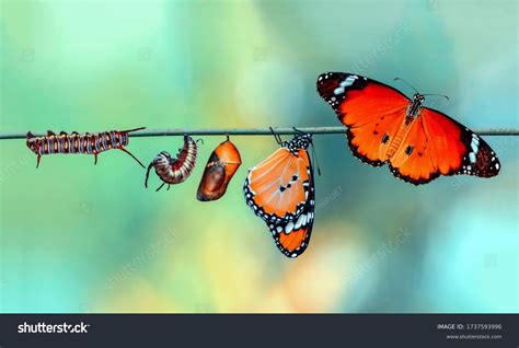 Transformation of the butterfly #shorts #butterfly. 