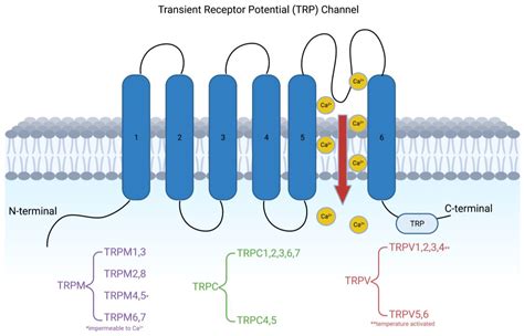 Transient Receptor Potential Channels