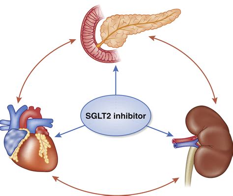 Translational Perspective on SGLT2 Inhibitors in CKD and HF