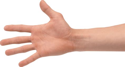 Transparent hand. Things To Know About Transparent hand. 