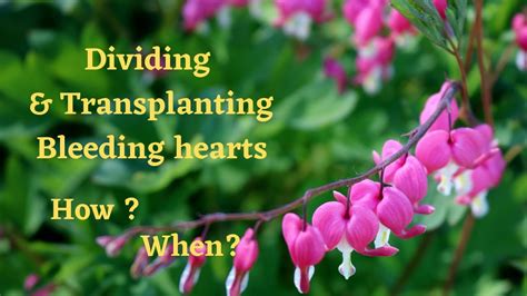 Transplanting Bleeding Heart Plants: How And When To …