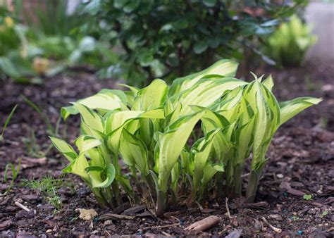 Transplanting hostas in spring