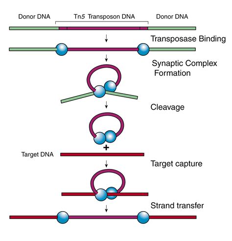 Nearly 50% of the human genome is derived from transposable elements (TEs). Though dysregulated transposons are deleterious to humans and can lead to diseases, co-opted transposons play an important role in generating alternative or new DNA sequence combinations to perform novel cellular functions. The appearance of an adaptive immune system in jawed vertebrates, wherein the somatic .... 