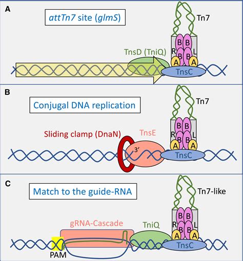 Transposon Tn7 - EcoliWiki